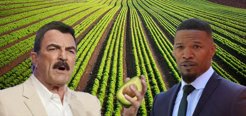 avocado-farming neighbours, TIL: Tom Selleck and Jamie Foxx are rival avoca...